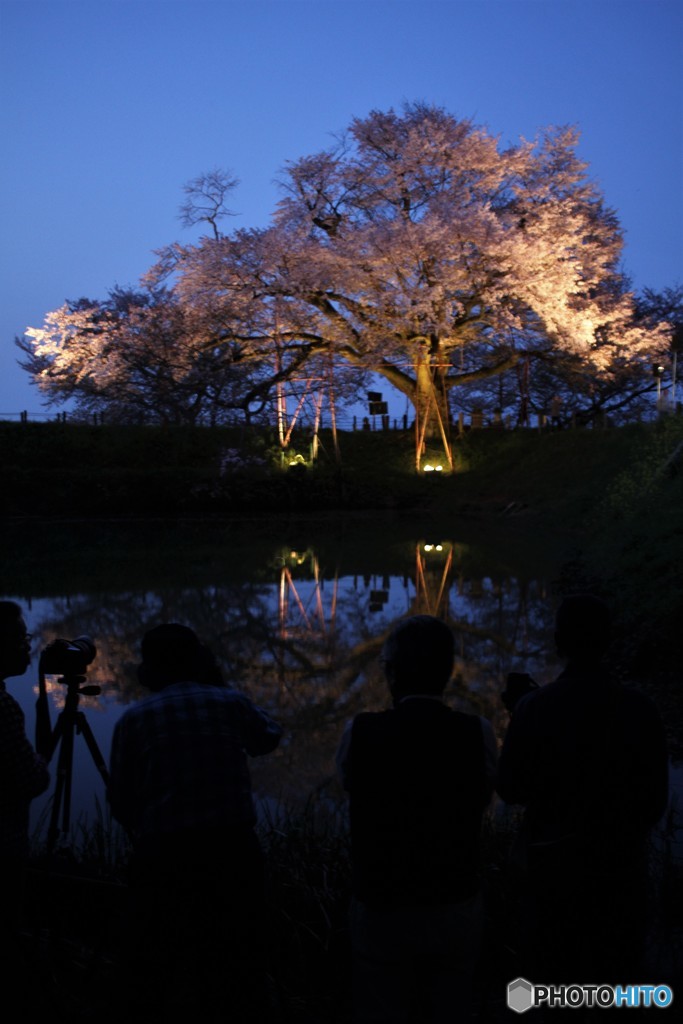 夕暮れの一本桜