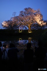 夕暮れの一本桜