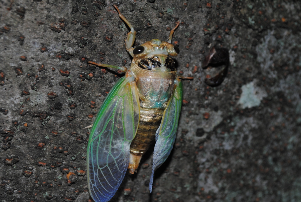 これもクマゼミ