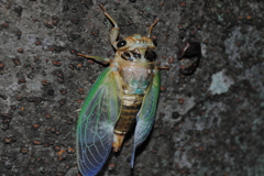 これもクマゼミ