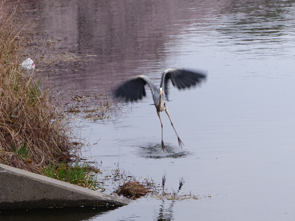 あおちゃんおいで