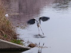 あおちゃんおいで