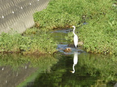 こんなところに