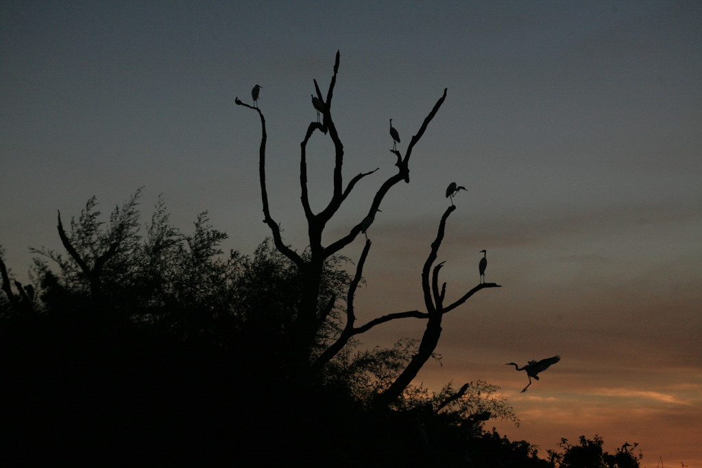 またコロニーですが