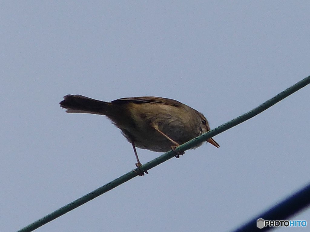 電線に目づらしいでしょ
