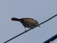 電線に目づらしいでしょ