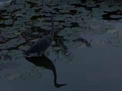 今日のあおちゃん