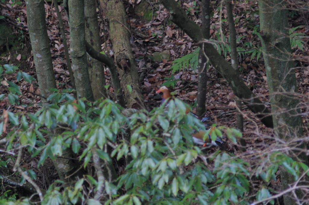 どんぐりが主食
