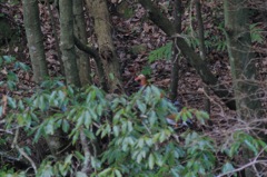 どんぐりが主食