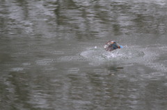 わずかにぶれました