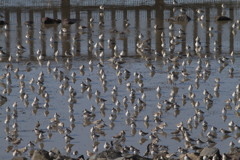 並んでください