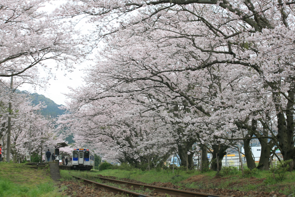 ここもよかですよ