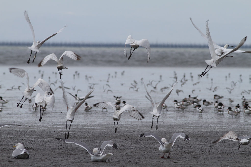 今日のクロツラ