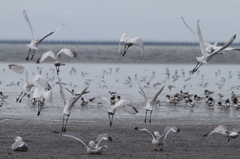 今日のクロツラ