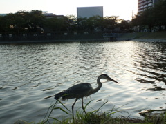 湖面