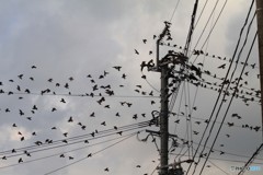 なんばしょっと