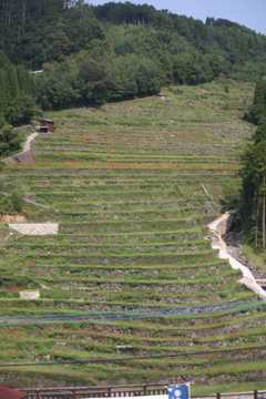 水害被害で稲、」植えられません