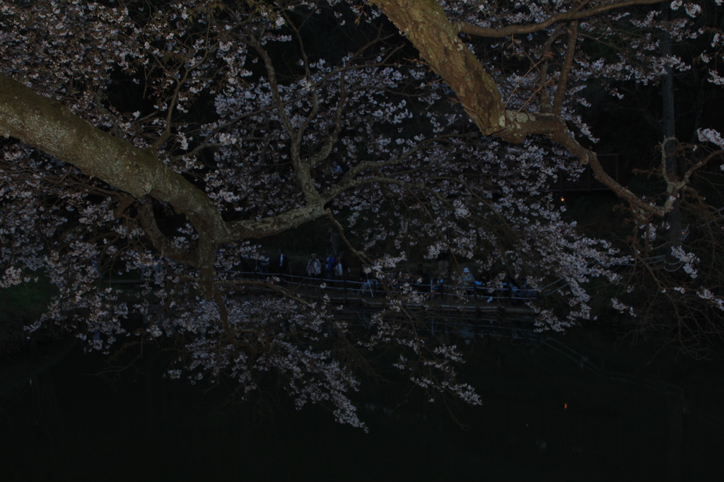 おおきな木ですね