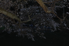 おおきな木ですね