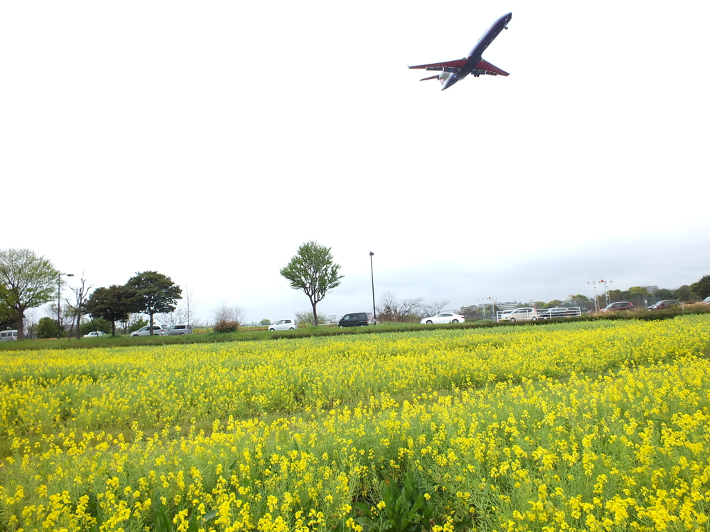 首が長い