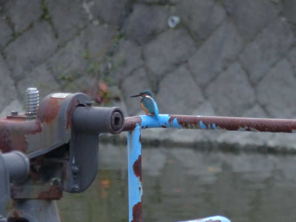 保護色のとこがいいみたい