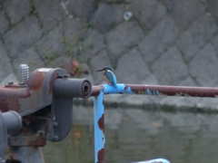 保護色のとこがいいみたい