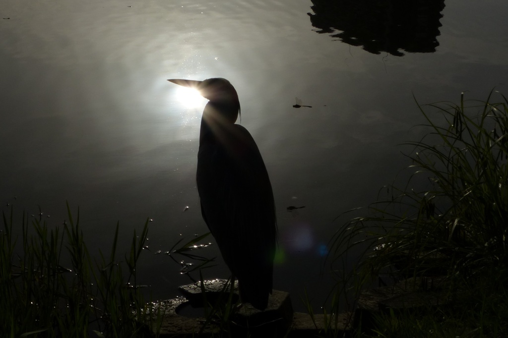 ゆうやけトンボ