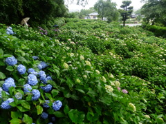 観光バスも来週は