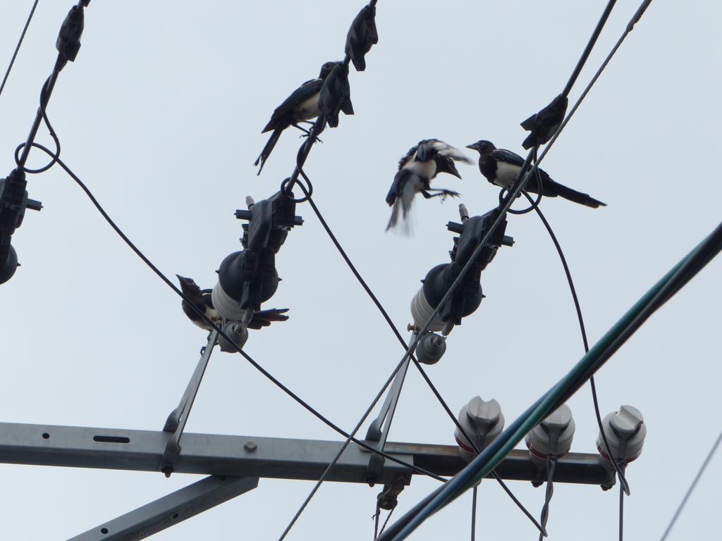 カササギといいます