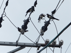 カササギといいます