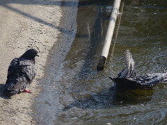 なんばっしょっと