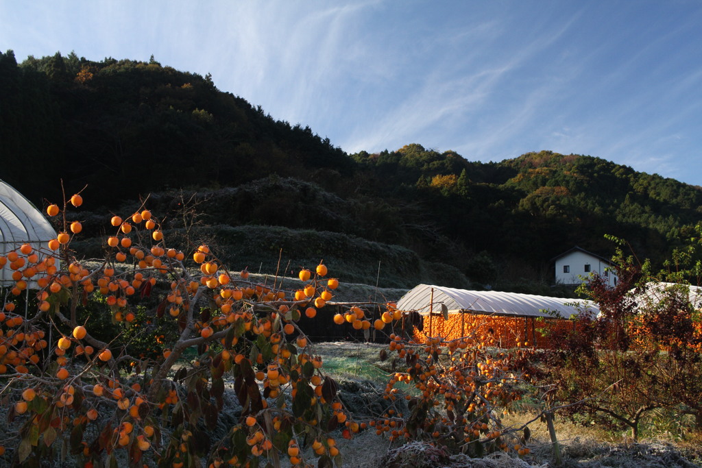 柿の里