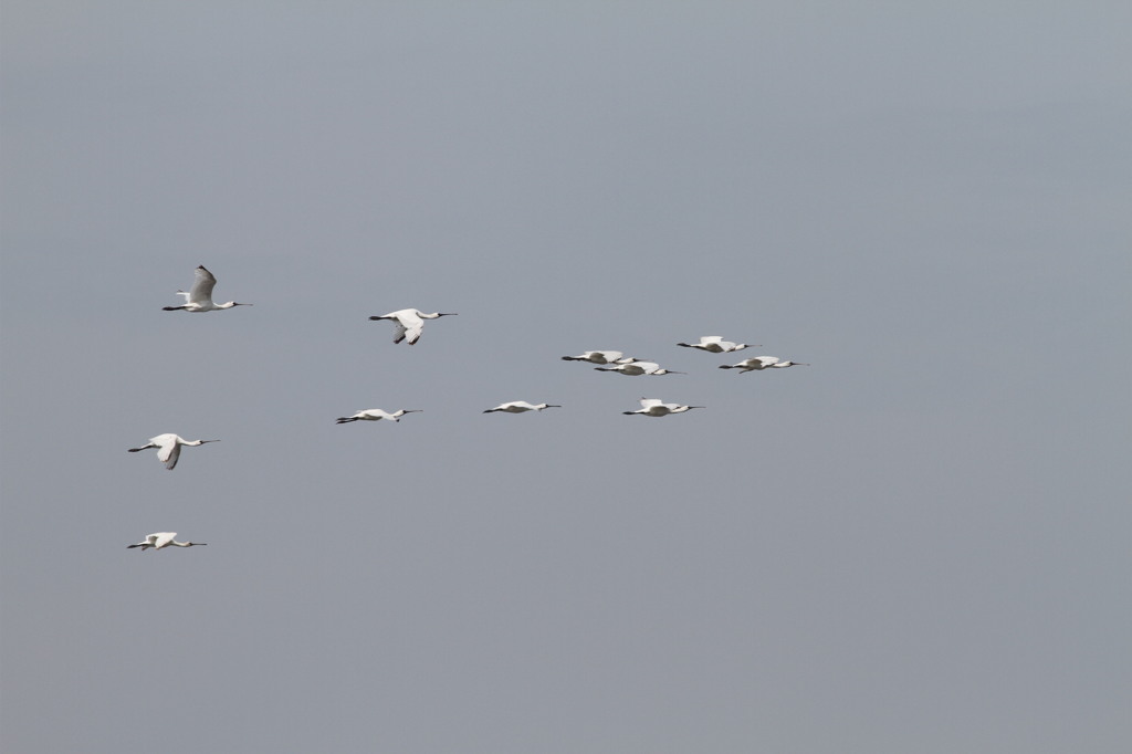 行ったり来たり