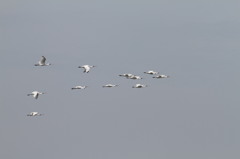 行ったり来たり