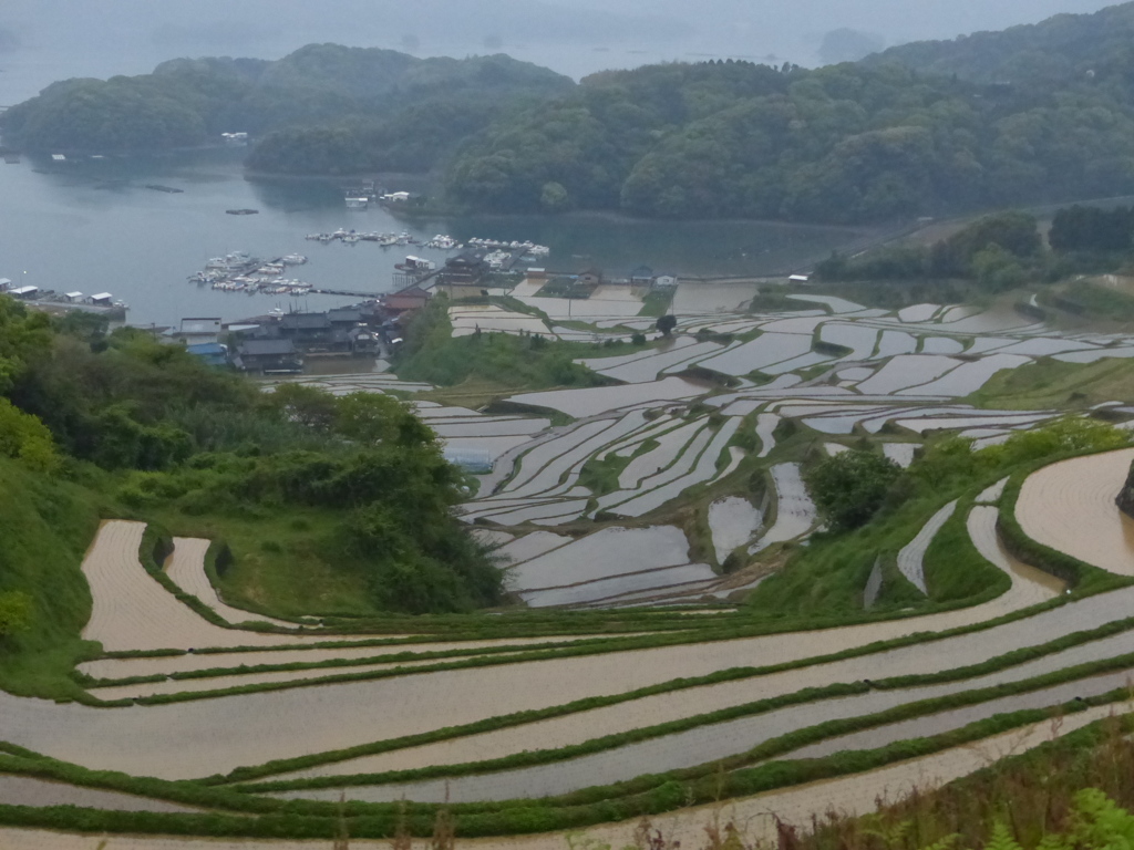 雨の棚田