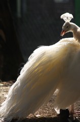 年賀状用の鳥探し