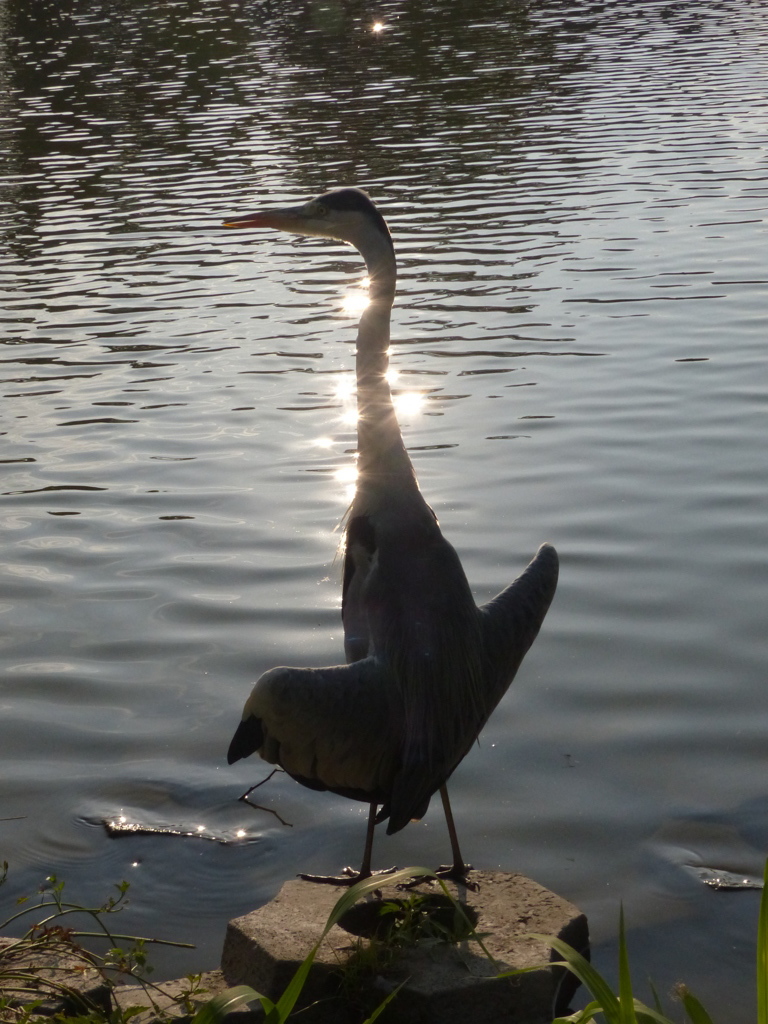 あおちゃんシリーズ
