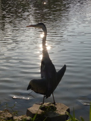 あおちゃんシリーズ