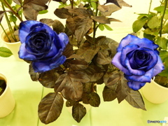 ここなら作れますよ