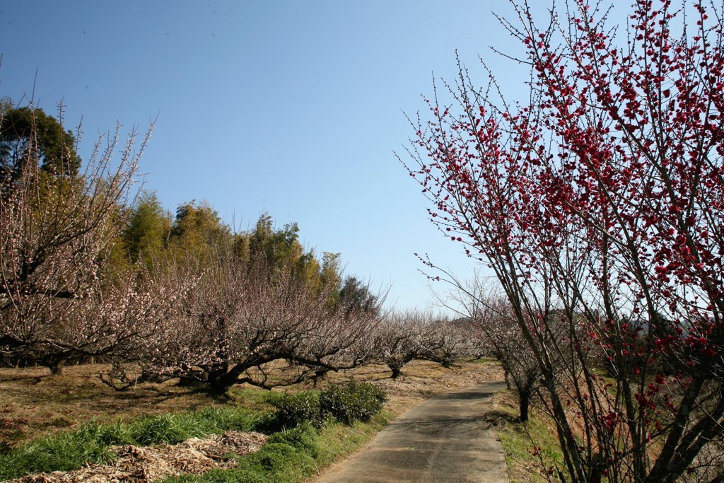 梅干しを取る梅林
