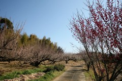 梅干しを取る梅林