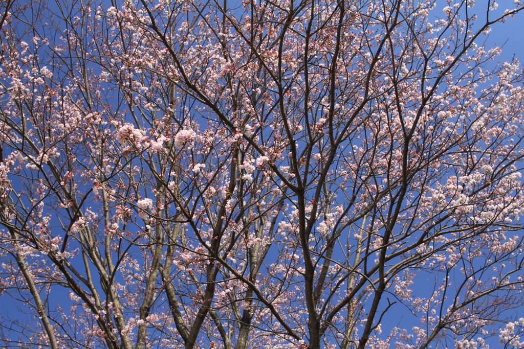 少しピンクですね