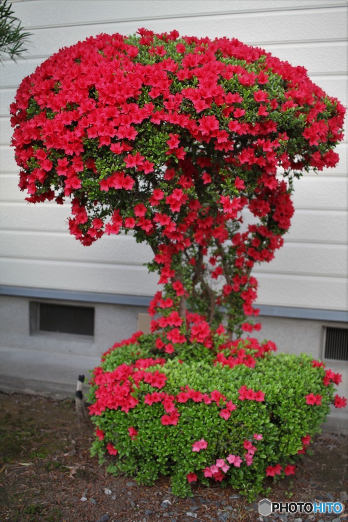 ワールドカップ