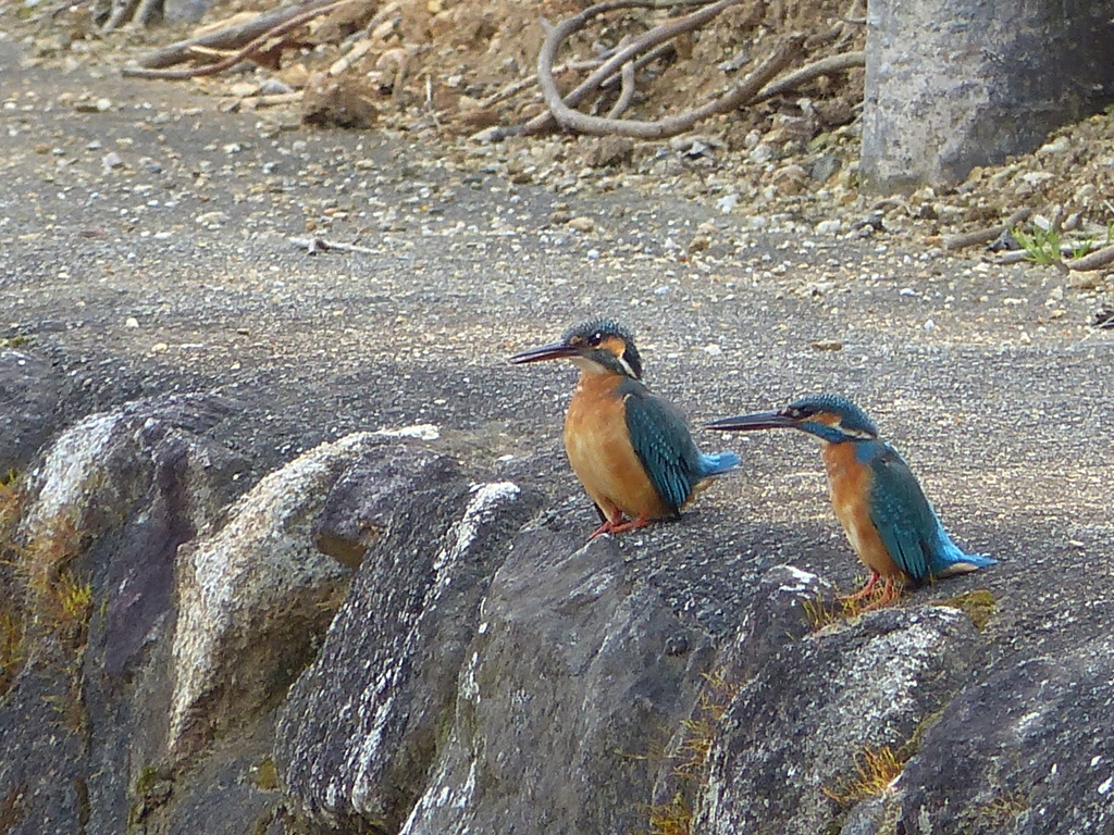 どこ行っても混むしなー