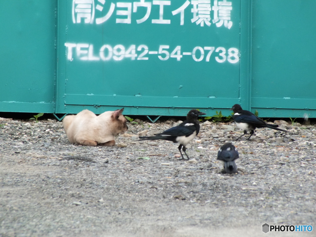 ミイーティング