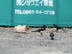 ミイーティング