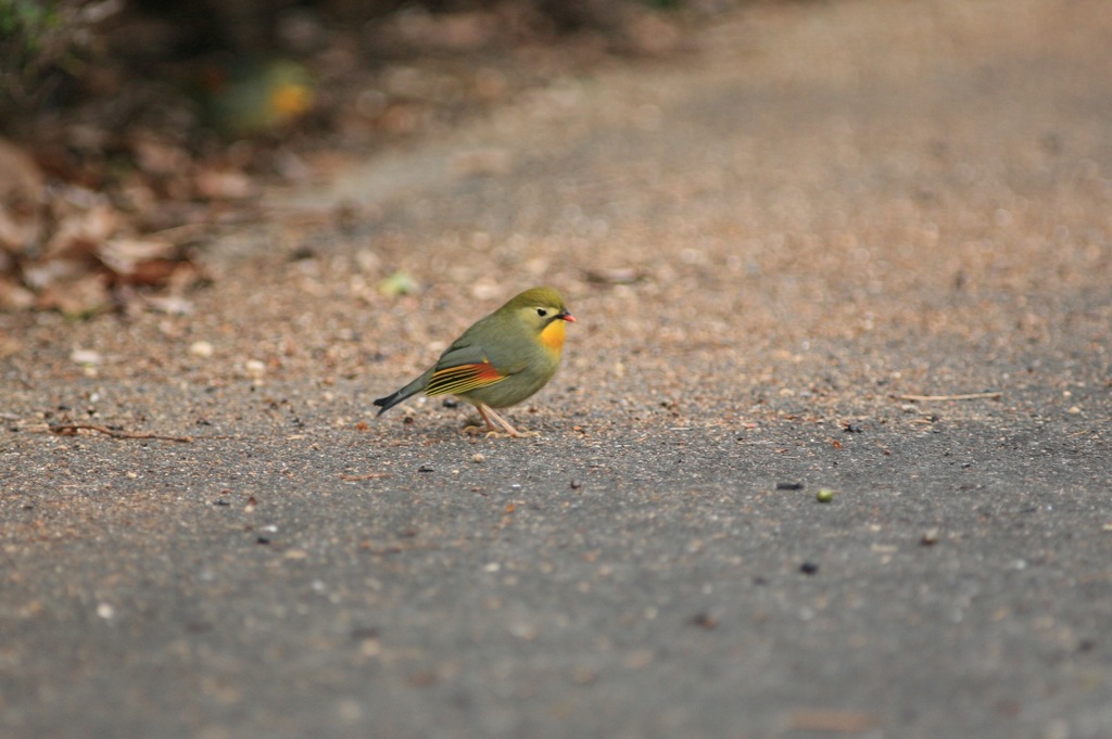きれいにうつして