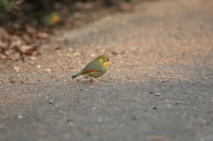 きれいにうつして