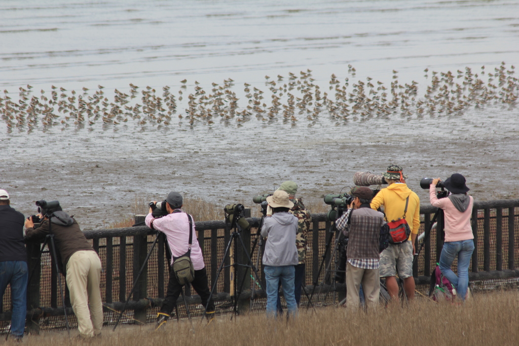 鳥くんあっぱれ