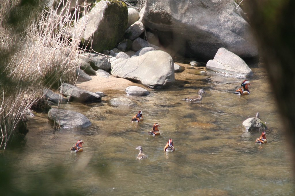おしどり居ったよ